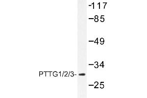 Image no. 1 for anti-Pituitary Tumor-Transforming 1 (PTTG1) antibody (ABIN272154) (PTTG1 Antikörper)