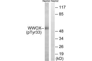 Western blot analysis of extracts from HepG2 cells, treated with PMA (125ng/ml, 30mins), using WWOX (Phospho-Tyr33) antibody. (WWOX Antikörper  (pTyr33))