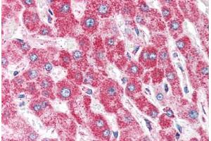 Human Liver (formalin-fixed, paraffin-embedded) stained with CLPP antibody ABIN351471 at 2. (CLPP Antikörper  (AA 265-277))