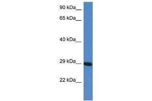 WB Suggested Anti-Prrg3 Antibody   Titration: 1.