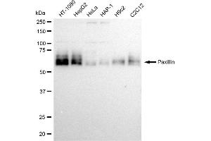 anti-Paxillin (PXN) antibody