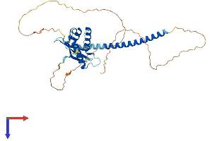 SNX16 Protein (AA 1-344) (His tag)