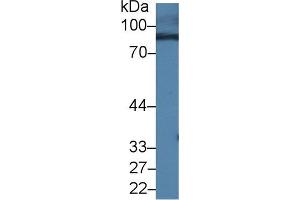 Western blot analysis of Mouse Serum, using Mouse RALBP1 Antibody (1 µg/ml) and HRP-conjugated Goat Anti-Rabbit antibody ( (RALBP1 Antikörper  (AA 192-380))