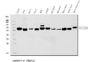 Western blot analysis of AMPK alpha 1/PRKAA1 using anti-AMPK alpha 1/PRKAA1 antibody (ABIN7601454).