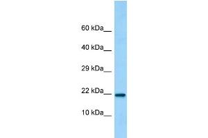 Host: Rabbit Target Name: C15orf53 Sample Type: 293T Whole Cell lysates Antibody Dilution: 1. (C15ORF53 Antikörper  (C-Term))