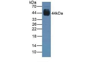Detection of PAX6 in Rat Stomach Tissue using Polyclonal Antibody to Paired Box Gene 6 (PAX6) (PAX6 Antikörper  (AA 1-130))