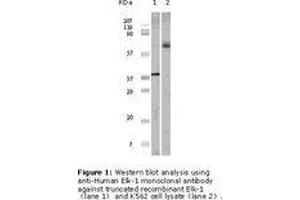 Image no. 1 for anti-ELK1, Member of ETS Oncogene Family (ELK1) antibody (ABIN207629) (ELK1 Antikörper)
