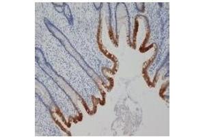 Staining of paraffin embedded human appendix with mouse anti human cytokeratin 19 (ABIN114797).