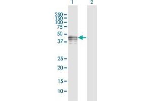 Western Blot analysis of PVRL3 expression in transfected 293T cell line by PVRL3 MaxPab polyclonal antibody.