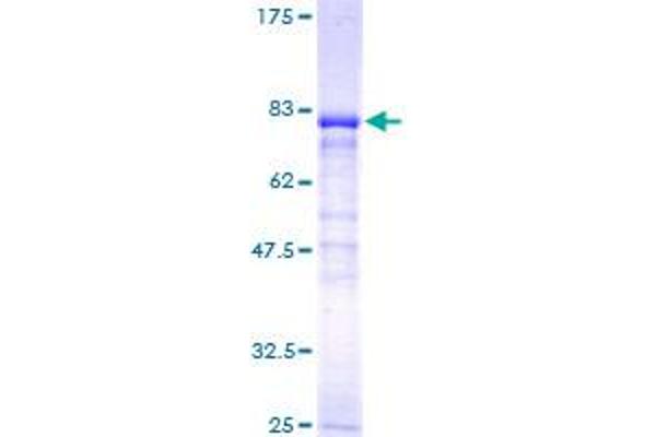 NPEPL1 Protein (AA 1-523) (GST tag)