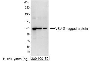 anti-Vesicular Stomatitis Virus G Protein (VSV G) antibody