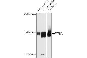 Western blot analysis of extracts of various cell lines, using PTPRA antibody (ABIN6131113, ABIN6146452, ABIN6146453 and ABIN6215926) at 1:2000 dilution. (PTPRA Antikörper  (AA 529-793))
