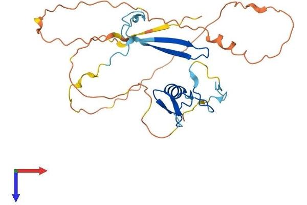 ZGLP1 Protein (AA 1-271) (His tag)