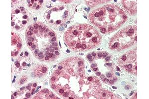 Anti-BNIP3L antibody IHC of human kidney. (BNIP3L/NIX Antikörper  (AA 77-92))