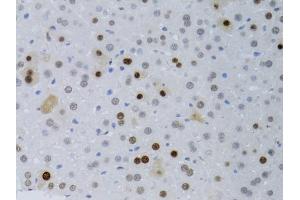 Immunohistochemistry of paraffin-embedded mouse liver using PCNA antibody (ABIN1874056) at dilution of 1:100 (40x lens). (PCNA Antikörper)