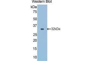 Detection of Recombinant Reelin, Rat using Monoclonal Antibody to Reelin (RELN) (Reelin Antikörper  (AA 2400-2610))