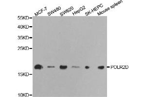 Western blot analysis of extracts of various cell lines, using POLR2D antibody. (POLR2D Antikörper)