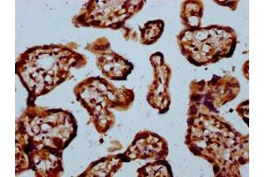 IHC image of ABIN7160882 diluted at 1:100 and staining in paraffin-embedded human placenta tissue performed on a Leica BondTM system. (NDUFAF3 Antikörper  (AA 91-184))