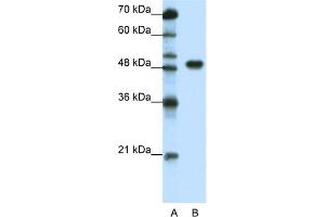 WB Suggested Anti-TFAP2A Antibody Titration:  1. (TFAP2A Antikörper  (C-Term))