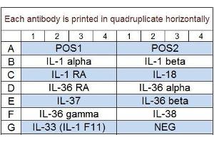 Image no. 1 for Human IL-1 Family Cytokine Array Q1 (ABIN4956065)