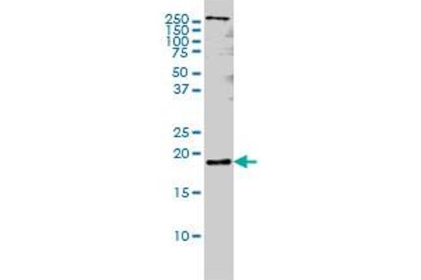 Pleiotrophin Antikörper  (AA 45-154)