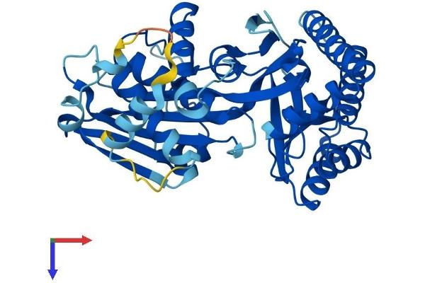 MVK Protein (AA 1-395) (His tag)
