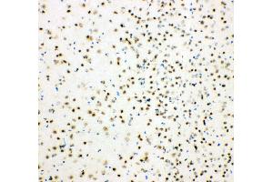 Anti-HDAC3 antibody,  IHC(F) IHC(F): Mouse Brain Tissue (HDAC3 Antikörper  (C-Term))