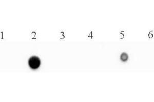 5-Methylcytosine (5-mC) antibody (mAb) tested by dot blot analysis. (5-Methylcytosine Antikörper)
