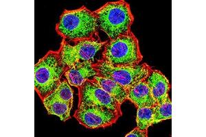 Immunofluorescence analysis of Hela cells using ACTH mouse mAb (green). (ACTH Antikörper)