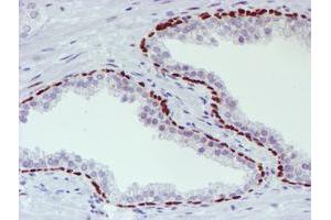 Image no. 1 for anti-WW Domain Containing Transcription Regulator 1 (WWTR1) antibody (ABIN1501763) (WWTR1 Antikörper)