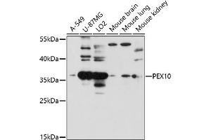 Western blot analysis of extracts of various cell lines, using PEX10 antibody (ABIN7269242) at 1:1000 dilution.