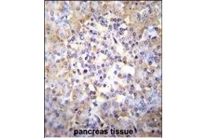 TSNARE1 Antibody (C-term) (ABIN655257 and ABIN2844854) immunohistochemistry analysis in formalin fixed and paraffin embedded human pancreas tissue followed by peroxidase conjugation of the secondary antibody and DAB staining. (TSNARE1 Antikörper  (C-Term))