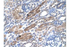 Immunohistochemistry (IHC) image for anti-KIAA0319 (KIAA0319) (N-Term) antibody (ABIN310884) (KIAA0319 Antikörper  (N-Term))