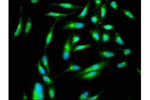 Immunofluorescence staining of Hela cells with ABIN7169132 at 1:266, counter-stained with DAPI.