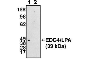 Image no. 1 for anti-Lysophosphatidic Acid Receptor 2 (LPAR2) (N-Term) antibody (ABIN265051)