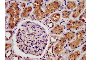 IHC image of ABIN7158567 diluted at 1:500 and staining in paraffin-embedded human kidney tissue performed on a Leica BondTM system. (LRP2 Antikörper  (AA 1211-1369))
