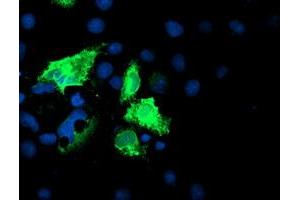 Anti-IDS mouse monoclonal antibody (ABIN2455529) immunofluorescent staining of COS7 cells transiently transfected by pCMV6-ENTRY IDS (RC219187). (IDS Antikörper)