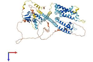 KCND1 Protein (AA 1-651) (His tag)