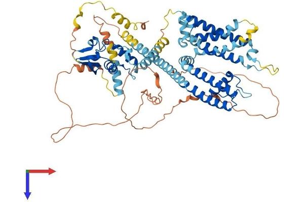 KCND1 Protein (AA 1-651) (His tag)