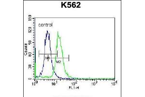 Flow cytometric analysis of K562 cells (right histogram) compared to a negative control cell (left histogram). (CCL17 Antikörper  (C-Term))