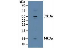 Figure. (Relaxin 2 Antikörper  (AA 1-185))