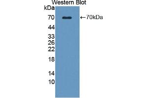 Western blot analysis of the recombinant protein. (WNT16 Antikörper  (AA 30-365))
