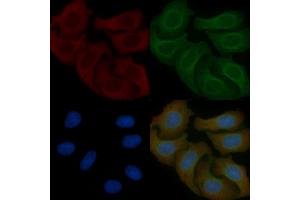 ZER1 Mouse Monoclonal Antibody staining Hela cells by IF/ICC. (ZER1 Antikörper)