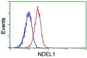 Image no. 3 for anti-NudE Nuclear Distribution E Homolog (A. Nidulans)-Like 1 (NDEL1) antibody (ABIN1499855) (NDEL1 Antikörper)