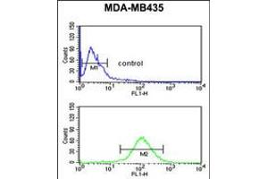 Flow cytometric analysis of MDA-MB435 cells (bottom histogram) compared to a negative control cell (top histogram). (NARFL Antikörper  (AA 240-269))