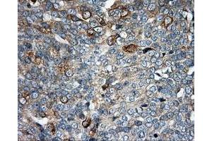Immunohistochemistry (IHC) image for anti-Nucleotide Exchange Factor SIL1 (SIL1) antibody (ABIN1496810) (SIL1 Antikörper)
