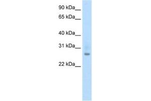 Western Blotting (WB) image for anti-Activating Transcription Factor 1 (AFT1) antibody (ABIN2461742)
