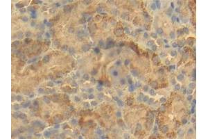 DAB staining on IHC-P; Samples: Mouse Kidney Tissue (BCL2L1 Antikörper  (AA 2-212))