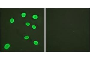 Immunofluorescence analysis of HeLa cells, using Histone H4 (Ab-5) Antibody. (Histone H4 Antikörper  (AA 1-50))
