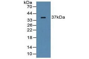 Western blot analysis of Rat Serum. (FCN1 Antikörper  (AA 25-279))